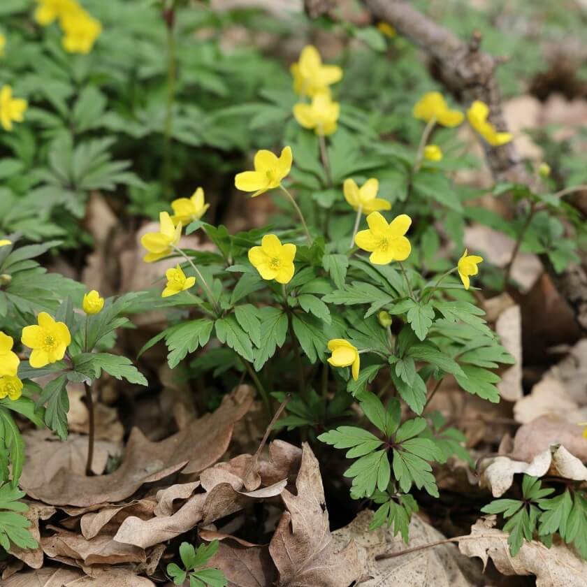 Gelbes Windröschen / Anemone ranunculoides
