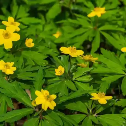 Foto von Gelbes Windröschen (Anemone ranunculoides)