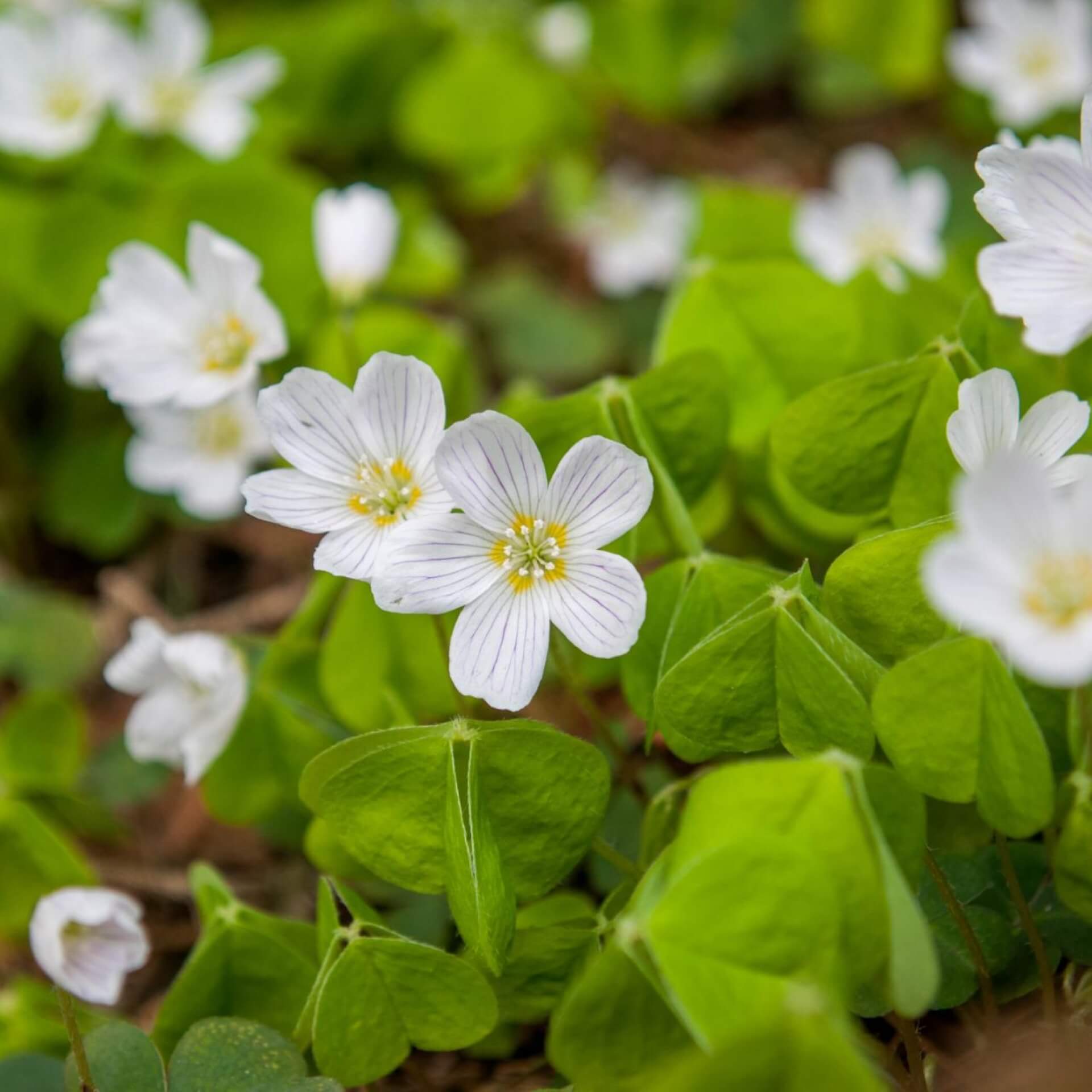 Wald-Sauerklee (Oxalis acetosella)