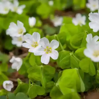 Foto von Wald-Sauerklee (Oxalis acetosella)