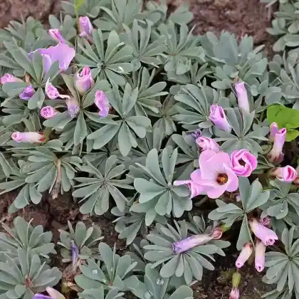 Foto von Sauerklee (Oxalis adenophylla)