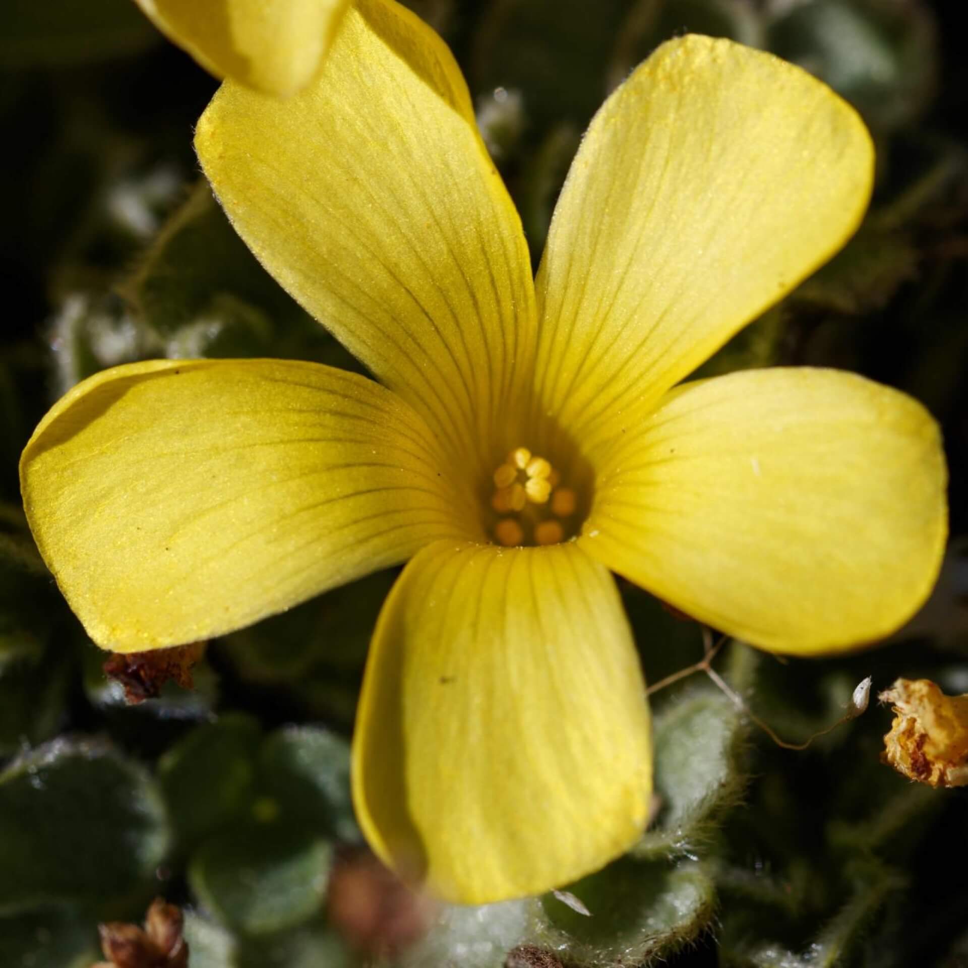 Purpur-Sauerklee 'Ken Aslet' (Oxalis purpurea 'Ken Aslet')