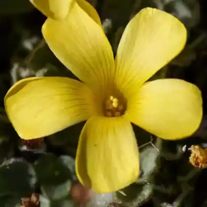 Foto von Purpur-Sauerklee 'Ken Aslet' (Oxalis purpurea 'Ken Aslet')