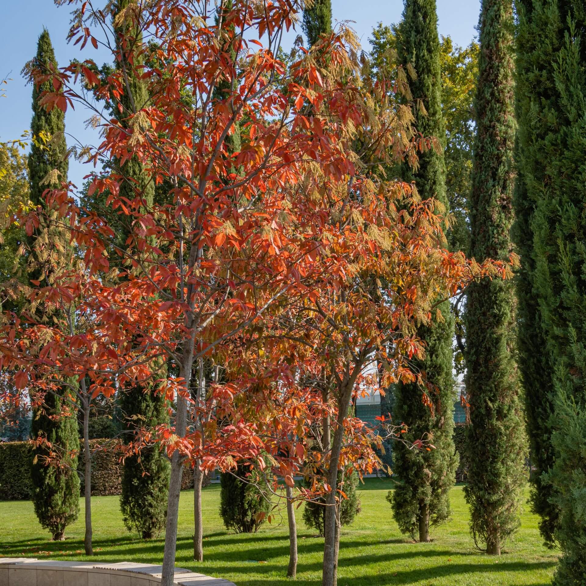 Sauerbaum (Oxydendrum arboreum)