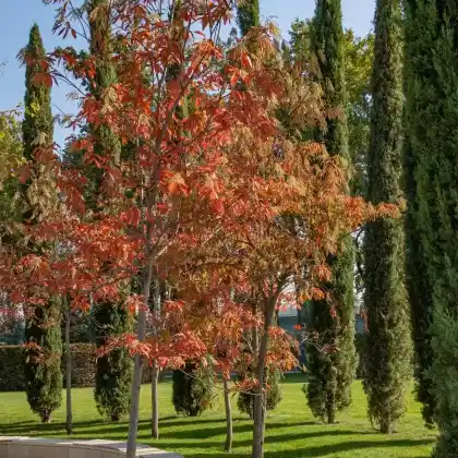 Foto von Sauerbaum (Oxydendrum arboreum)