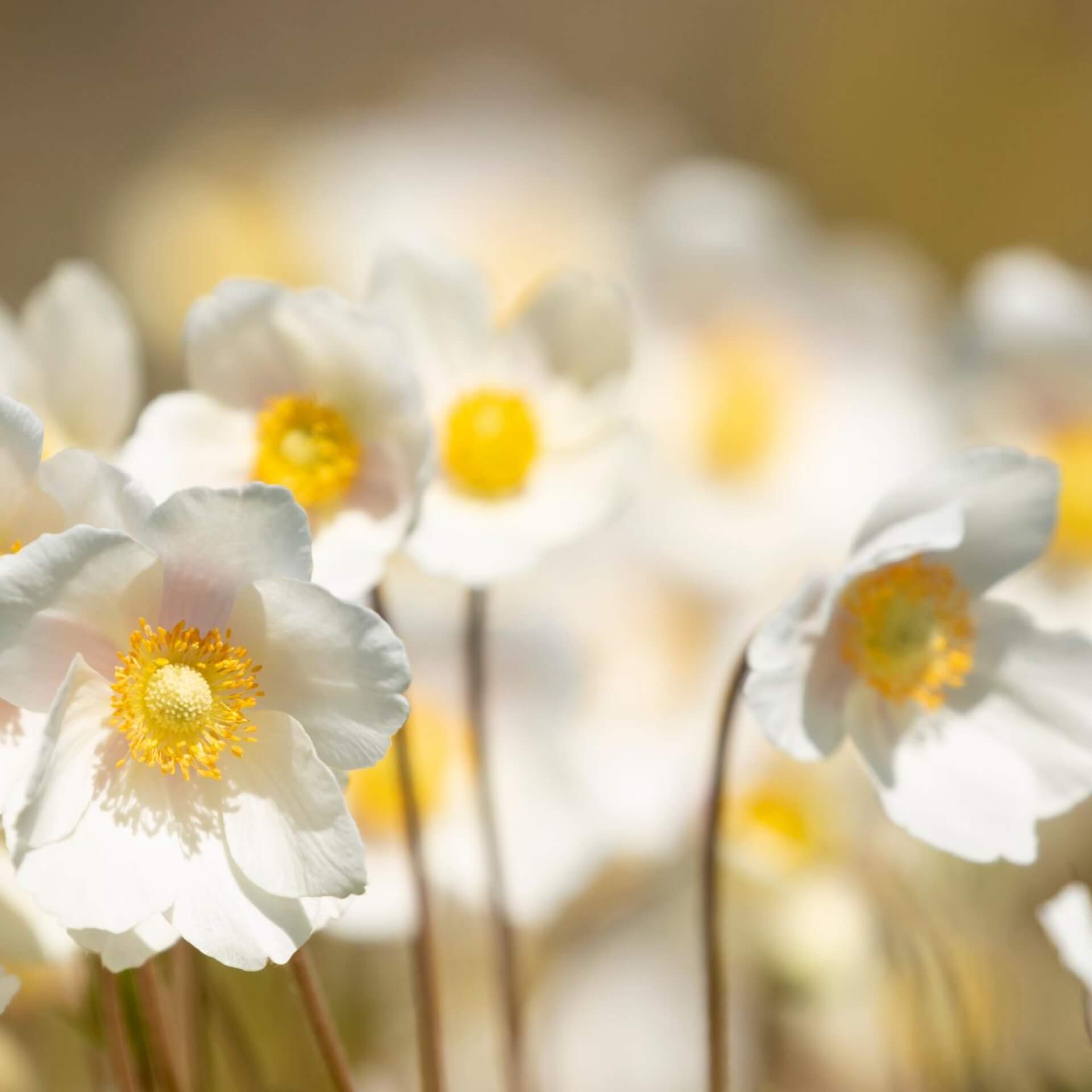 Großes Windröschen (Anemone sylvestris)