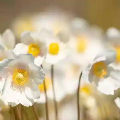 Foto von Großes Windröschen (Anemone sylvestris)