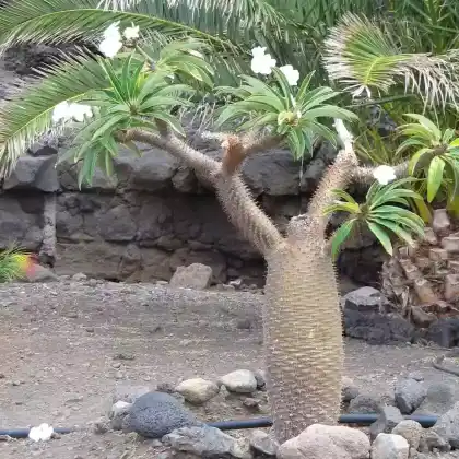 Foto von Madagaskarpalme (Pachypodium lamerei)