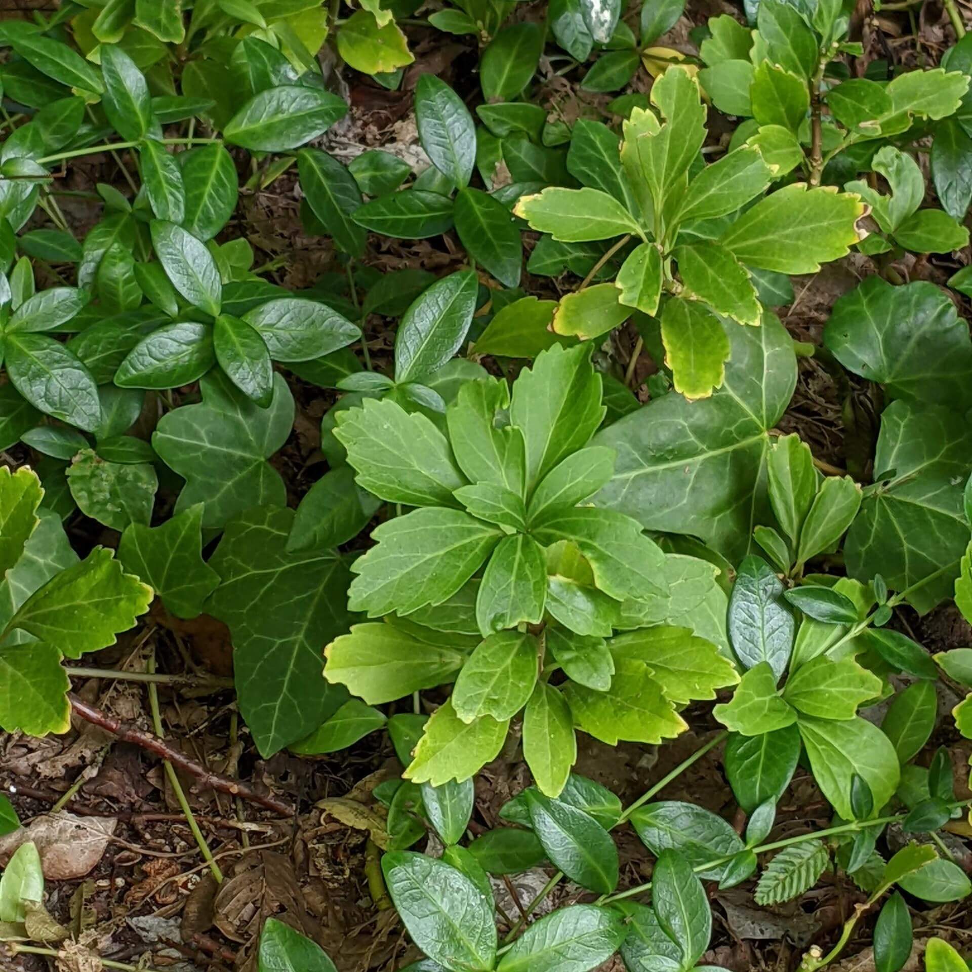 Japanischer Ysander (Pachysandra terminalis)