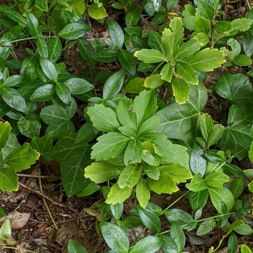 Garten den Expertenwissen Ysander: für Japanischer