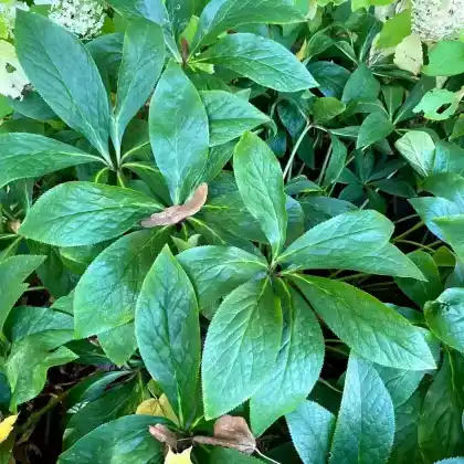 Foto von Japanischer Ysander 'Green Carpet' (Pachysandra terminalis 'Green Carpet')