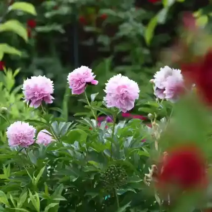 Foto von Asiatische Pfingstrose (Paeonia lactiflora)