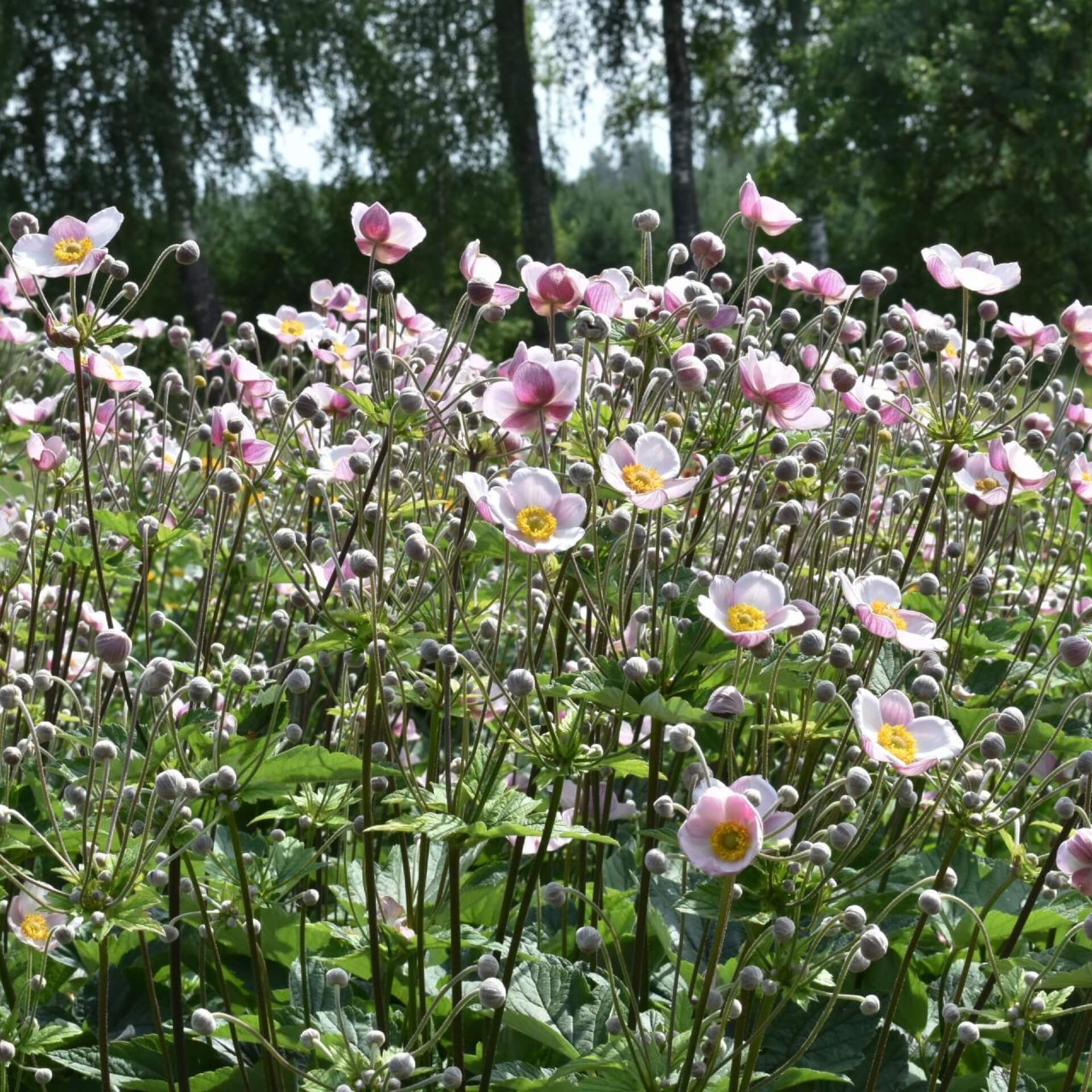 Filzige Herbst-Anemone 'Robustissima' (Anemone tomentosa 'Robustissima')