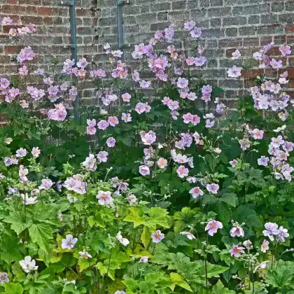 Foto von Herbst-Anemone 'Serenade' (Anemone tomentosa 'Serenade')