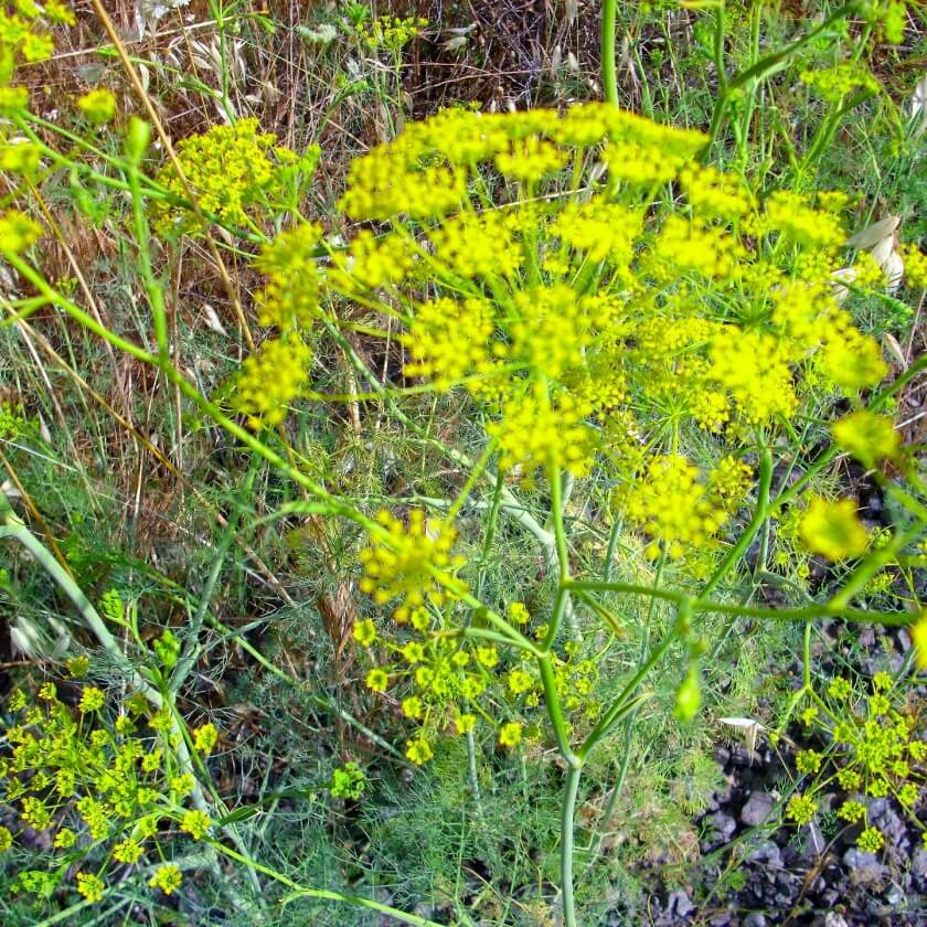 Dill / graveolens