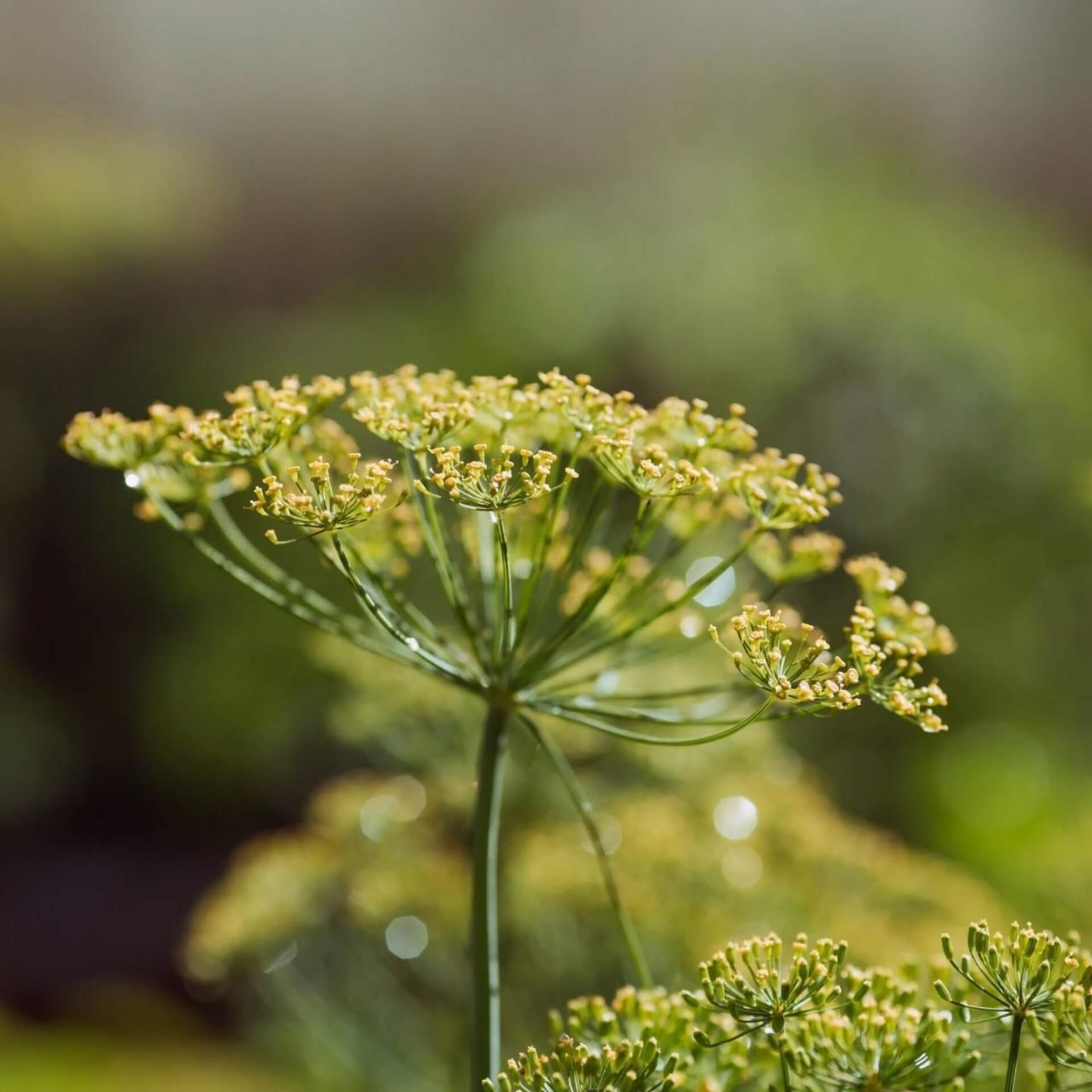 Dill (Anethum graveolens)