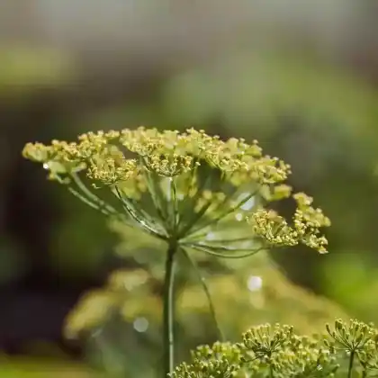 Foto von Dill (Anethum graveolens)