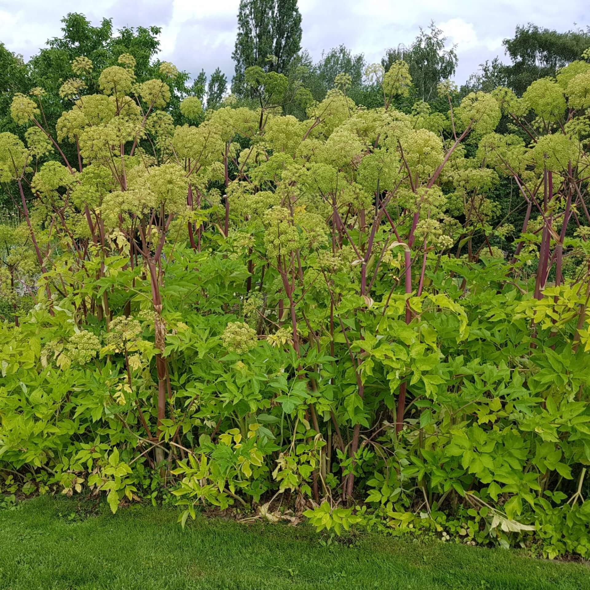 Echte Engelwurz (Angelica archangelica)