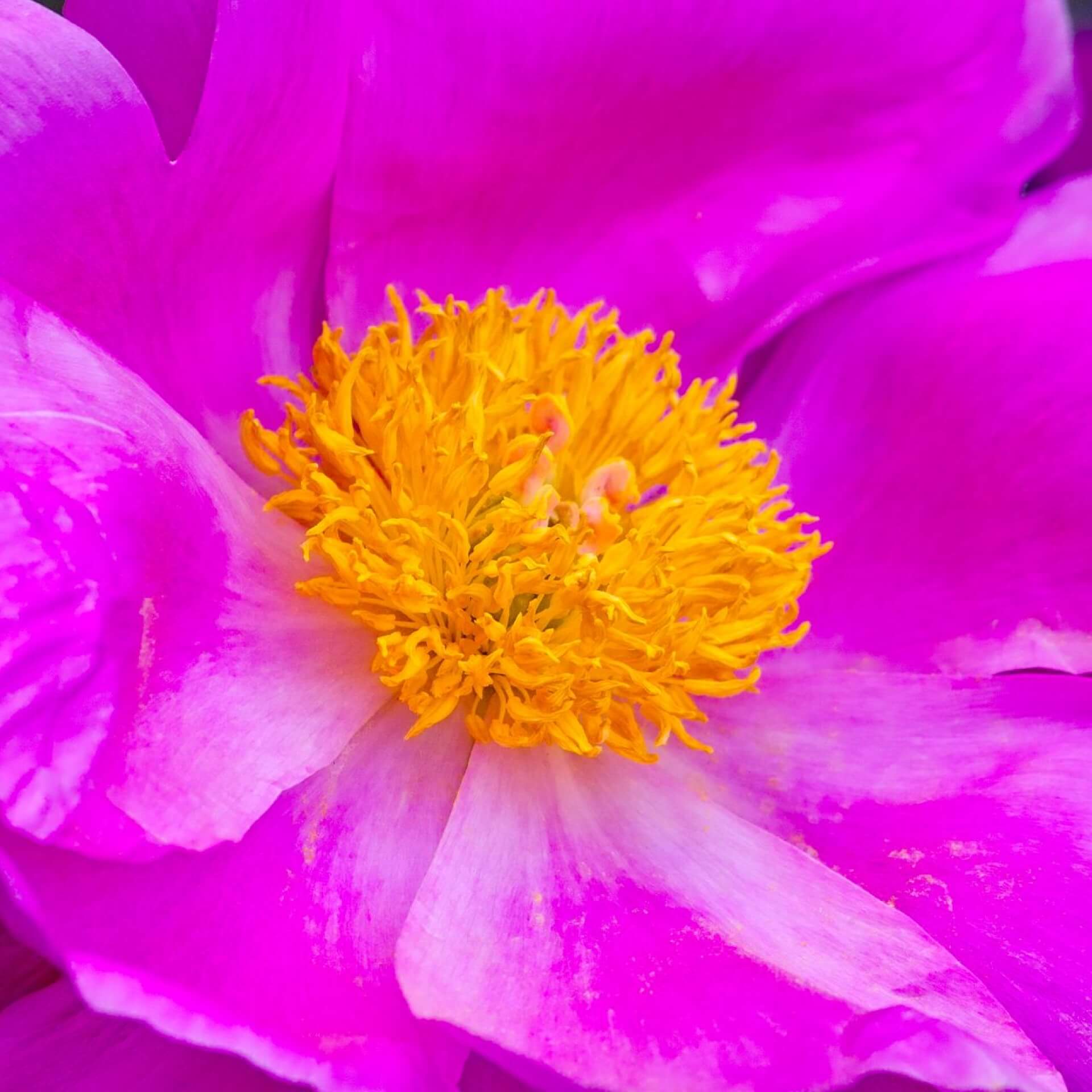 Gemeine Pfingstrose (Paeonia officinalis)