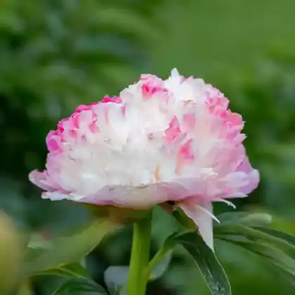Foto von Bauerngarten-Pfingstrose 'Alba Plena' (Paeonia officinalis 'Alba Plena')