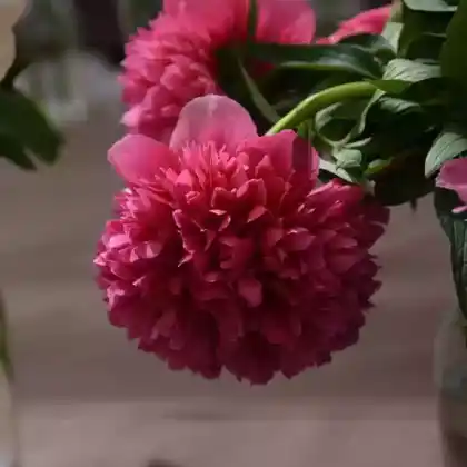 Foto von Bauerngarten-Pfingstrose 'Rosea Plena' (Paeonia officinalis 'Rosea Plena')