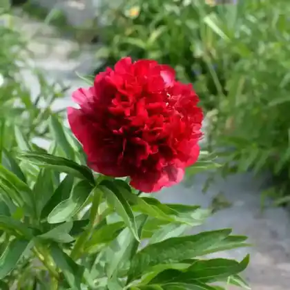 Foto von Bauerngarten-Pfingstrose 'Rubra Plena' (Paeonia officinalis 'Rubra Plena')