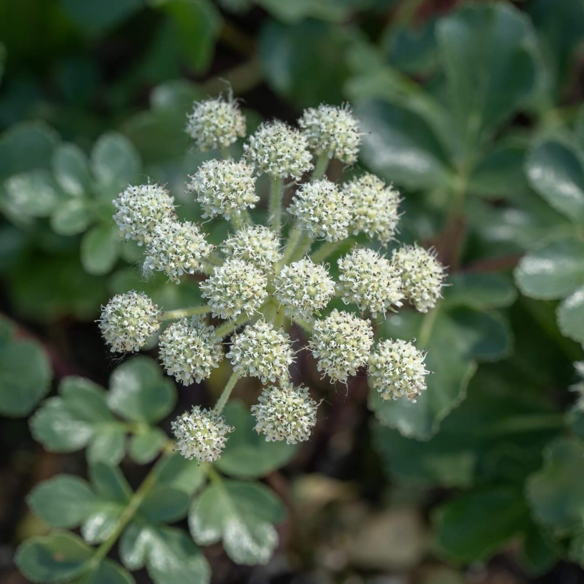 Sibirische Engelwurz (Angelica dahurica)