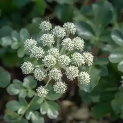 Foto von Sibirische Engelwurz (Angelica dahurica)