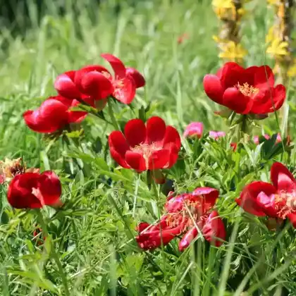 Foto von Byzantinische Pfingstrose (Paeonia peregrina)
