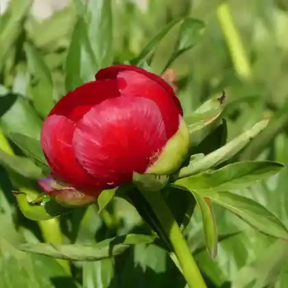 Foto von Byzantinische Pfingstrose 'Sunshine' (Paeonia peregrina 'Sunshine')