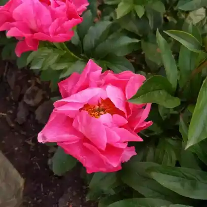 Foto von Strauch-Pfingstrose (Paeonia suffruticosa)