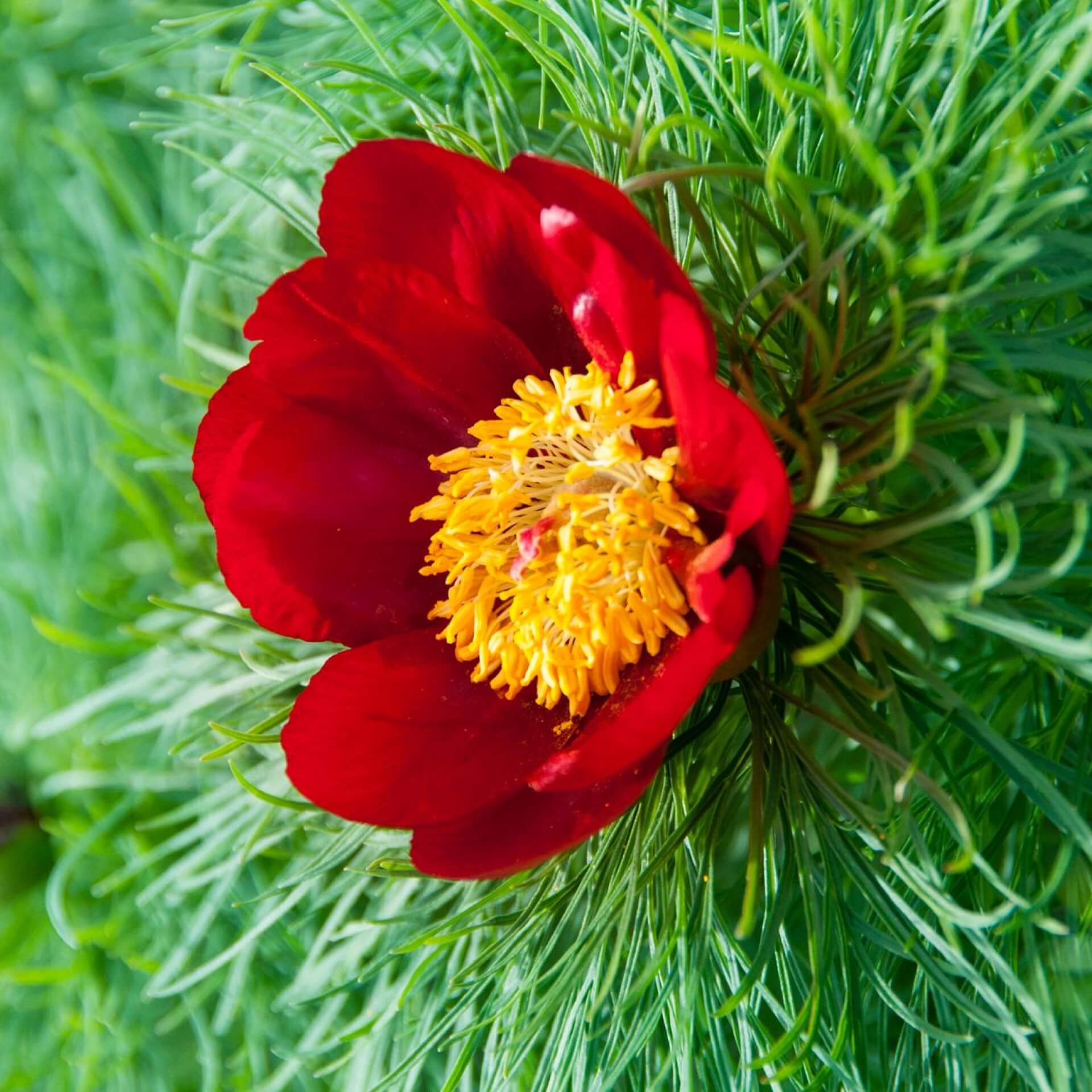 Netzblatt-Pfingstrose (Paeonia tenuifolia)