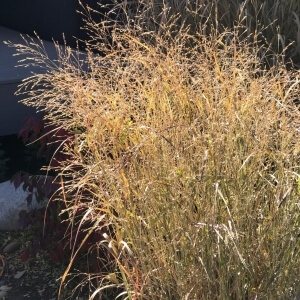 Panicum virgatum
