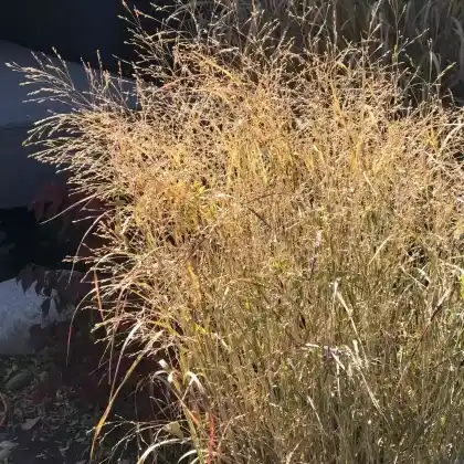 Foto von Rutenhirse (Panicum virgatum)