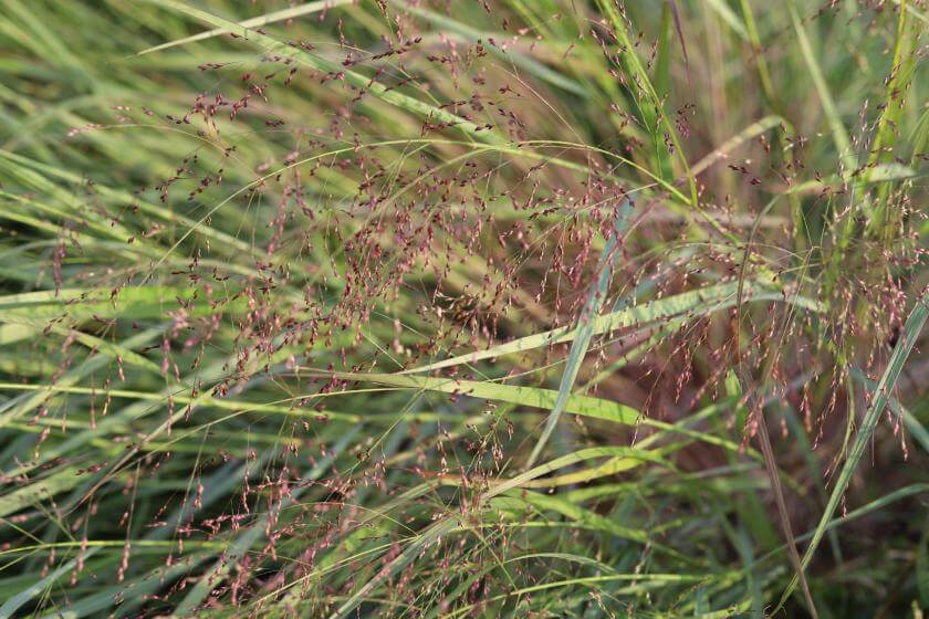 Rutenhirse / Panicum virgatum