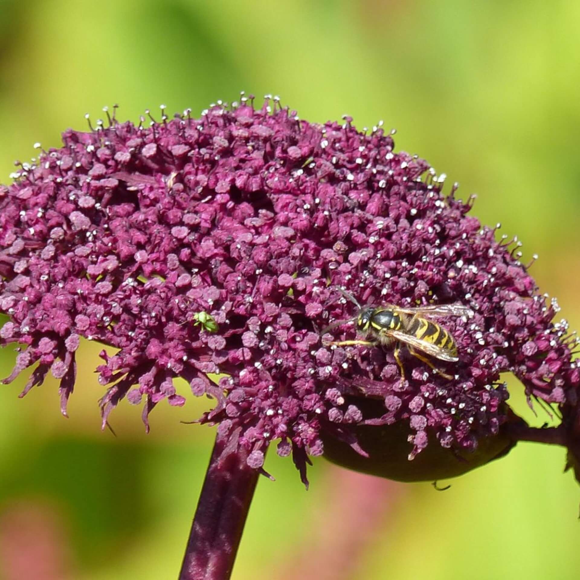 Rote Engelwurz (Angelica gigas)