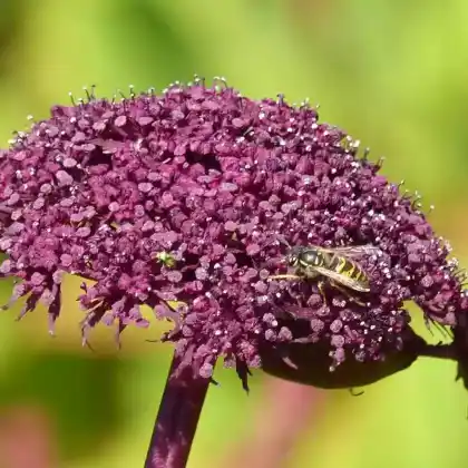 Foto von Rote Engelwurz (Angelica gigas)