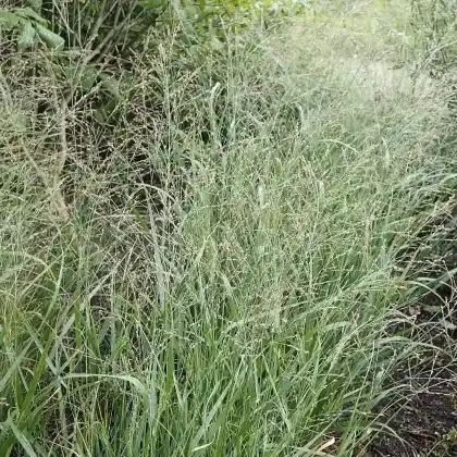 Foto von Ruten-Hirse 'Cheyenne Sky' (Panicum virgatum 'Cheyenne Sky')