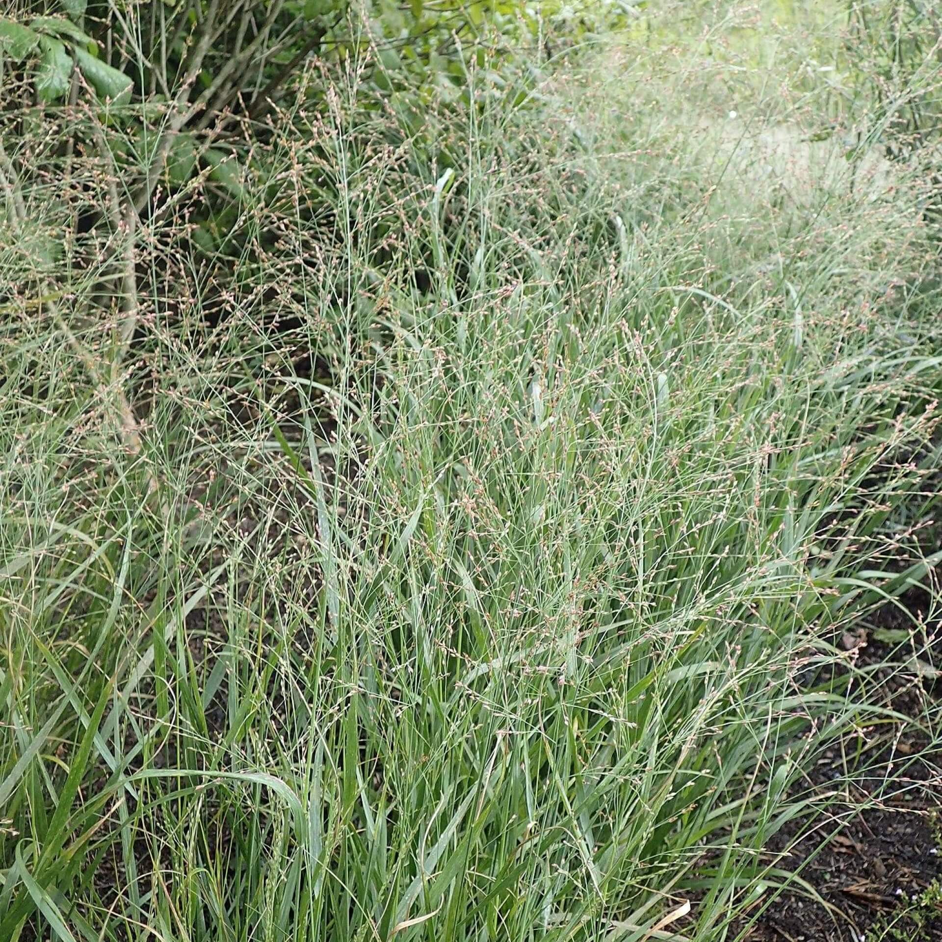RutenHirse 'Cheyenne Sky' Expertenwissen für den Garten