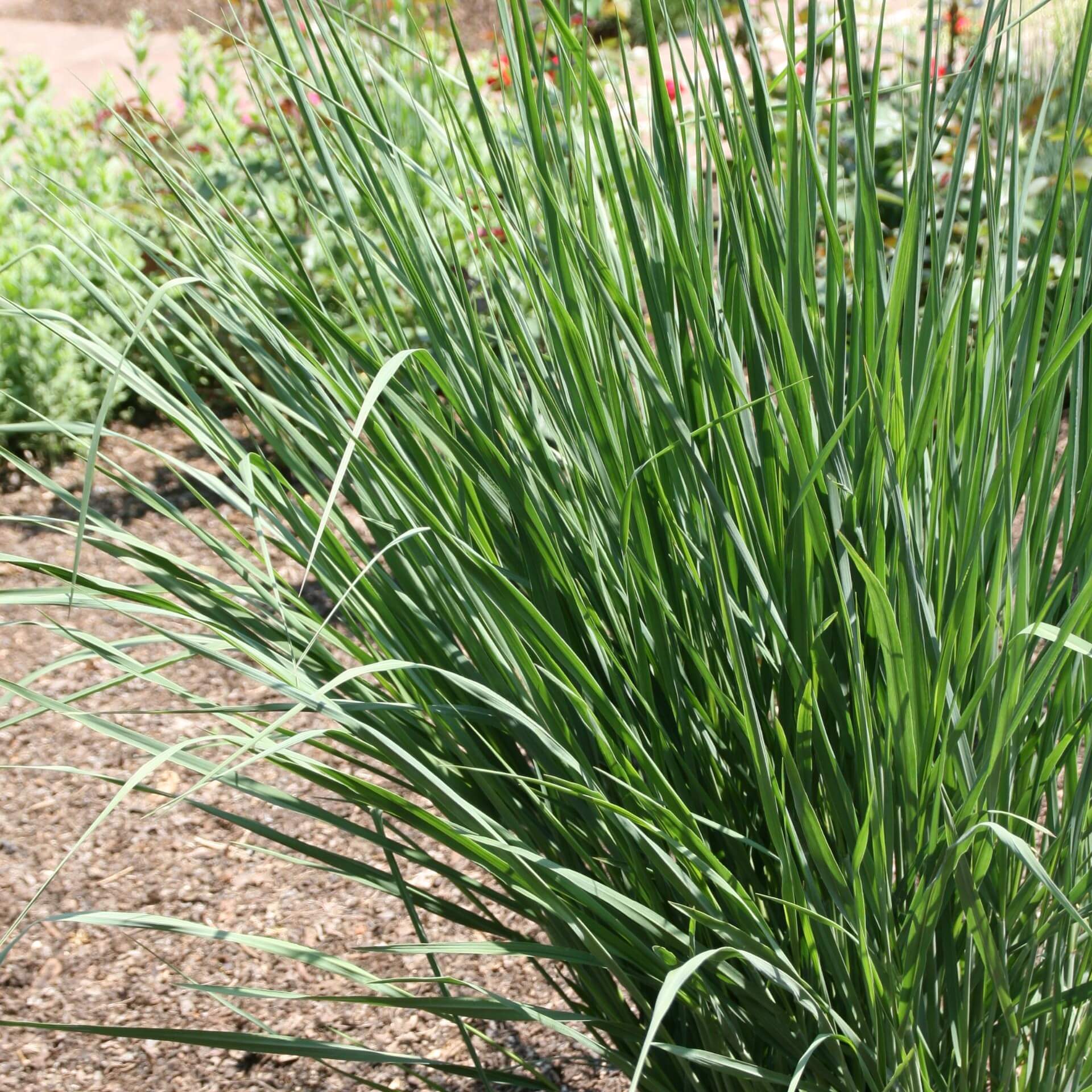 Ruten-Hirse 'Cloud Nine' (Panicum virgatum 'Cloud Nine')