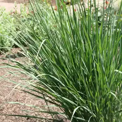 Foto von Ruten-Hirse 'Cloud Nine' (Panicum virgatum 'Cloud Nine')