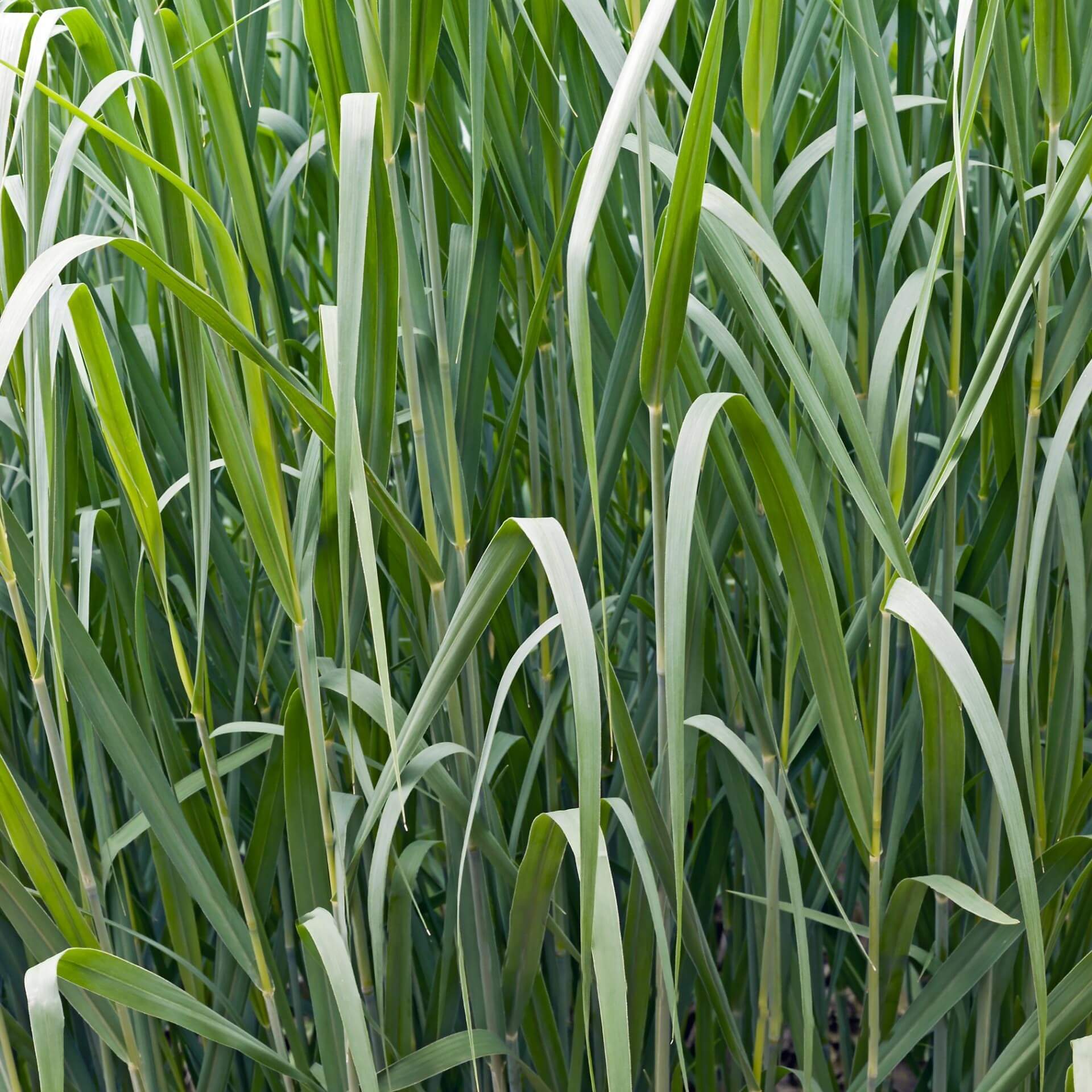 Ruten-Hirse 'Dallas Blues' (Panicum virgatum 'Dallas Blues')