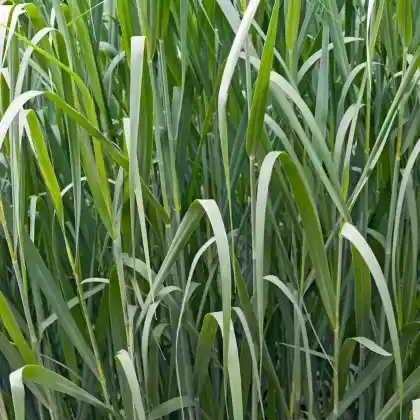 Foto von Ruten-Hirse 'Dallas Blues' (Panicum virgatum 'Dallas Blues')