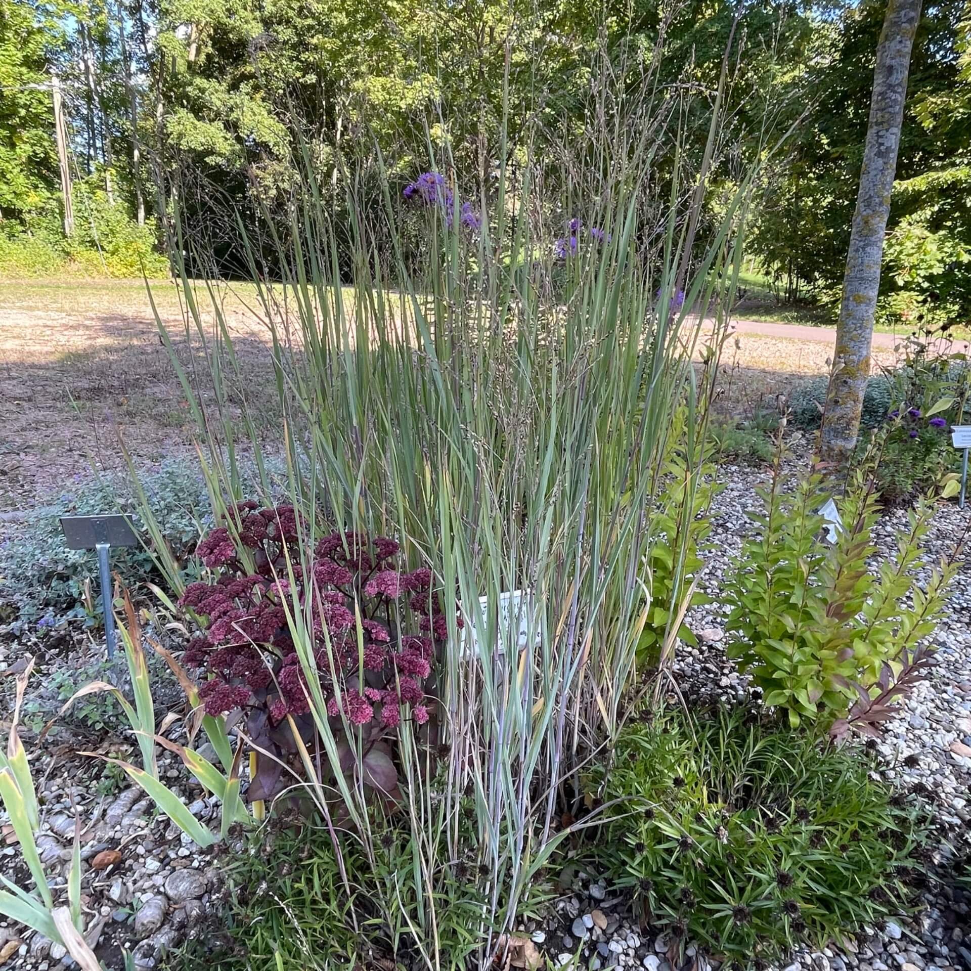 Ruten-Hirse 'Heavy Metal' (Panicum virgatum 'Heavy Metal')