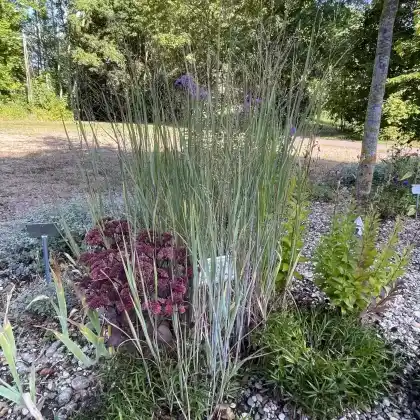 Foto von Ruten-Hirse 'Heavy Metal' (Panicum virgatum 'Heavy Metal')