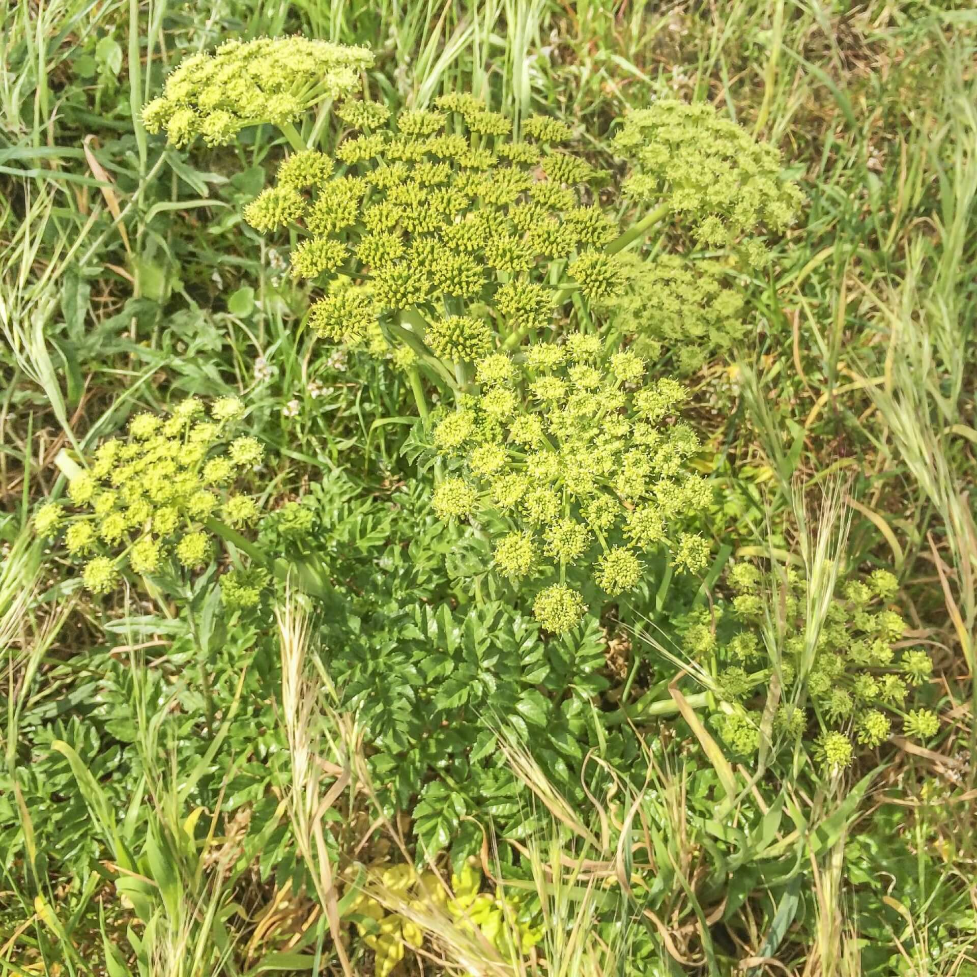 Glänzender Engelwurz (Angelica pachycarpa)