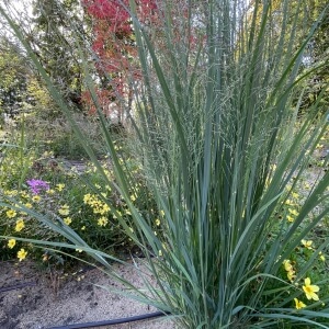 Panicum virgatum 'Northwind'