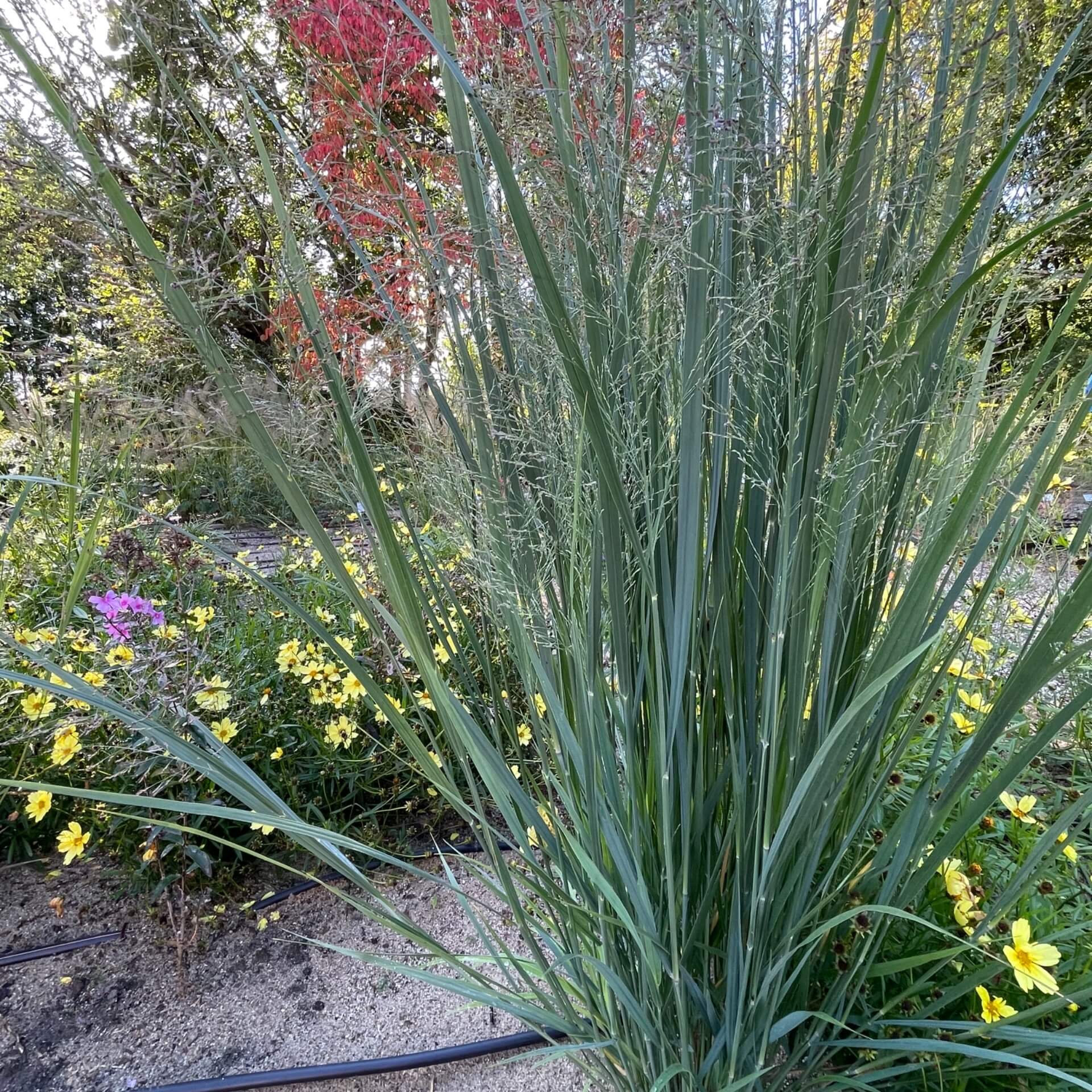 Ruten-Hirse 'Northwind' (Panicum virgatum 'Northwind')