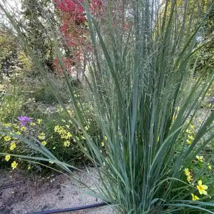 Foto von Ruten-Hirse 'Northwind' (Panicum virgatum 'Northwind')