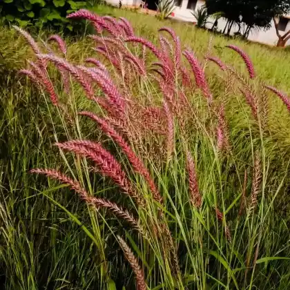 Foto von Ruten-Hirse 'Rehbraun' (Panicum virgatum 'Rehbraun')